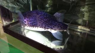 Blue Porcupine Puffer Diodon eydouxii Hawaii [upl. by Tim650]