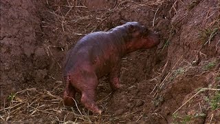 A Newborn Hippo Takes His First Breath [upl. by Shelden]