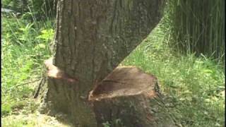 Cuttin Trees 1 Falling Compilation with Daniel Murphy [upl. by Assirral]