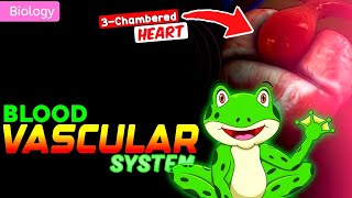 BLOOD VASCULAR SYSTEM OF FROG CLASS 11thNEET  3D ANIMATION [upl. by Aknayirp558]