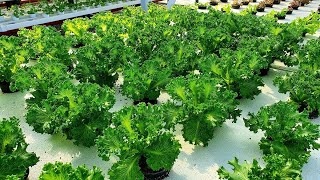 Lalique RZ Crystal Lettuce by Rijk Zwaan  Demo Crop Series  August 2021  Greengold Farms [upl. by Wettam]