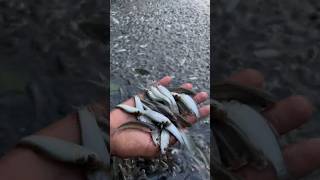 মাছ ধরতে গিয়ে এত বাটা মাছ উঠলো 🐟😍098 village fishing video [upl. by Butcher]