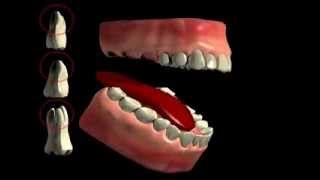 Tooth Furcation Bifurcation Trifurkation [upl. by Newsom486]