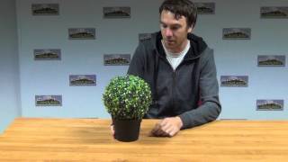 Artificial Box Ball Plant [upl. by Samot]