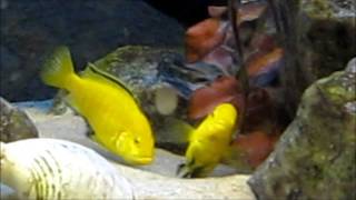 African cichlids mating ritual [upl. by Ronaele]