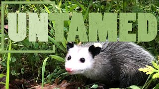 Opossums the Marsupial Evolutionary Wonder of America [upl. by Nreval]