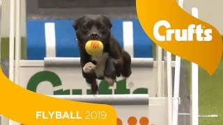 Flyball  Team SemiFinals  Part 1  Crufts 2019 [upl. by Alano585]