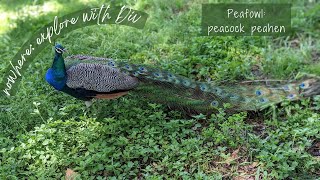 Peacock peahen peafowl [upl. by Richella]