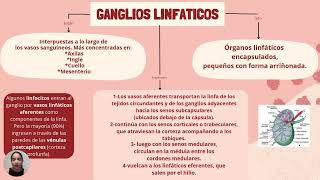 GANGLIO LINFÁTICO [upl. by Ezmeralda]