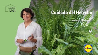 Cuidado del Helecho 🌱💐  El Jardín De Lidl  Lidl España [upl. by Newo]