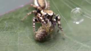 Jumping Spider Eating Another Spider [upl. by Nylhtak]