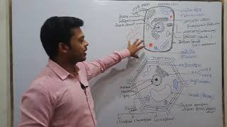 Eukaryotic Cell  Biology  eukaryotic cell diagram [upl. by Sacha]