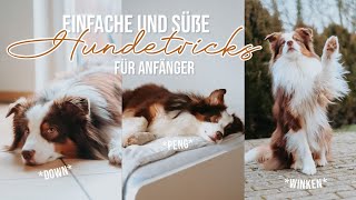 6 ANFÄNGER TRICKS FÜR HUNDE  Hund geistig auslasten  Down Peng Slalom usw [upl. by Annaierb348]