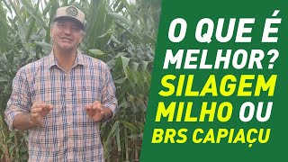 QUAL É MELHOR SILAGEM DE MILHO OU BRS CAPIAÇU [upl. by Emirak]