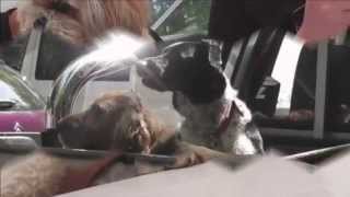 2015 IPSO 24 mois chien SHIH TZU en CALECHE les chevaux et les chiens [upl. by Akinom597]