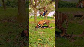 tiger trendingshorts tigee animals bigcat tigerlion funny wildanimal [upl. by Lebazej]