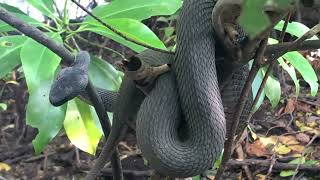 A mangrove pit viper snake  Singapore [upl. by Ninnetta]