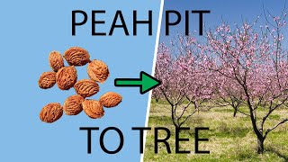 How to Plant amp Grow a Peach Tree from a Pit amp Seed [upl. by Tiras]