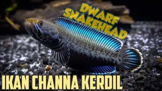 5 JENIS CHANNA KERDIL UKURAN 8  17 CM DWARF SNAKEHEAD [upl. by Vincenta]