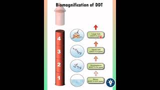 Biological Magnification of DDT  Biomagnification  Environmental Issues Class 12  KVS PGT BIOLOGY [upl. by Osnofedli]