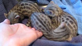 Baby Spotted Genets [upl. by Evelunn]