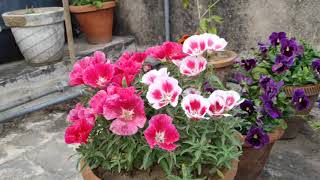 winterflower Clarkia Godetia winter flower [upl. by Anallese]