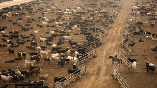 American Ranchers Raise 301 Million Beef Cattle This Way  American Cow Farm [upl. by Yentruok921]