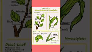 Monocotyledon Vs Dicotyledonshortsvideo shorts viralvideoshorts biology plants [upl. by Ydda]