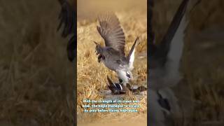 Beginilah cara elang memburu mangsanya viralvideo animals eagles wildlife reels short fyp [upl. by Dunstan]