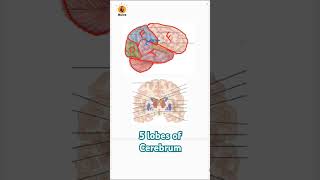 5 lobes of cerebrum forebrain brain neetbiology neetexam neetug neetugpreparation [upl. by Yekim]