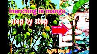 Inarching or Approach Grafting in Mango Step By Step  AgPS Nepal [upl. by Branham]