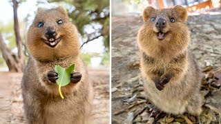 Quokka 🐿 The Happiest Animal on Earth [upl. by Mara]