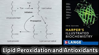 Lipid Peroxidation and Antioxidants  Easiest way to understand  Stages Harmful Effects [upl. by Jelsma]