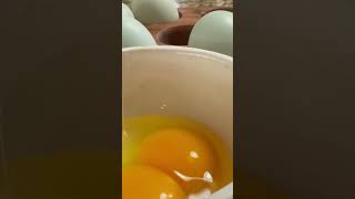 🐓🥚 Double the Delight Double Yolk Blue Ameraucana Eggs Unveiled [upl. by Airat278]