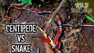 Predation of a highly venomous snake by a giant centipede WILDSCOOP [upl. by Desma]