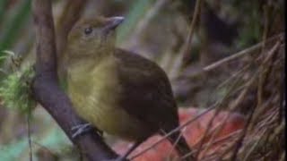 Animal Behaviour of the Australian bowerbird  David Attenborough  BBC wildlife [upl. by Hedva]