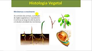 Tecidos Meristemáticos  Histologia Vegetal [upl. by Artek]