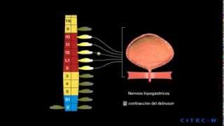 La micción 4  Fisiología de la micción [upl. by Anytsirhc]