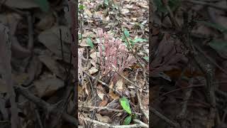 Monotropa uniflora  Ghost Pipes  Florida Wildflowers GhostPipes [upl. by Llennaj]