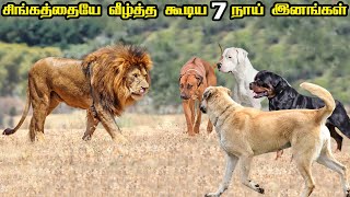 Top 7 Dog Breeds that can defeat a Lion in Tamil  சிங்கத்தையே வீழ்த்த கூடிய 7 நாய் இனங்கள் [upl. by Ttelracs]