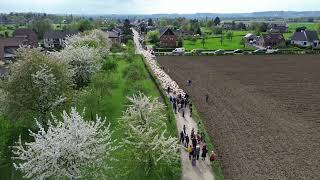 Transhumance 2024 Overgang kruispunt Mesch Moelingen [upl. by Innoj]