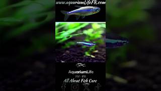 Paracheirodon simulans  tetra neón verde aquarium aquariumfish fish new [upl. by Notniuq]