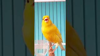 kenari ngeroll panjang kenarigacor kenari canary canario canarias canarysinging birdsinging [upl. by Coonan]