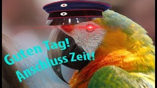 Prussian Parrot doing real authentic Prussian goose step MEME [upl. by Ylrahc]