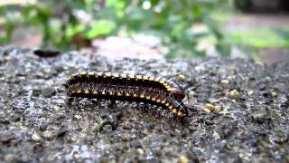 Millipedes mating and feeding [upl. by Hein]