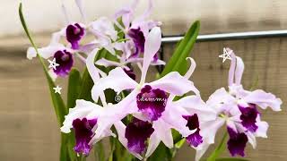 Cattleya purpurata ‘striata’ [upl. by Nnayd]