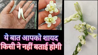 1098 Tuberose Flowerbuds Not Bloom  Rajnigandha Bud Not Blooming  रजनीगंधा की कलियां नहीं खिलतीं [upl. by Halilak]