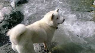 Intelligent Akita Puppy Wow Smart dog [upl. by Nordna]