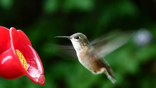 Calliope Hummingbird  The Smallest North American Bird [upl. by Rojam]