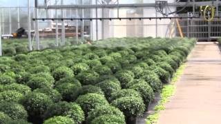 Watering boom technology for Greenhouse  Dubois Agrinovation [upl. by Ervin679]